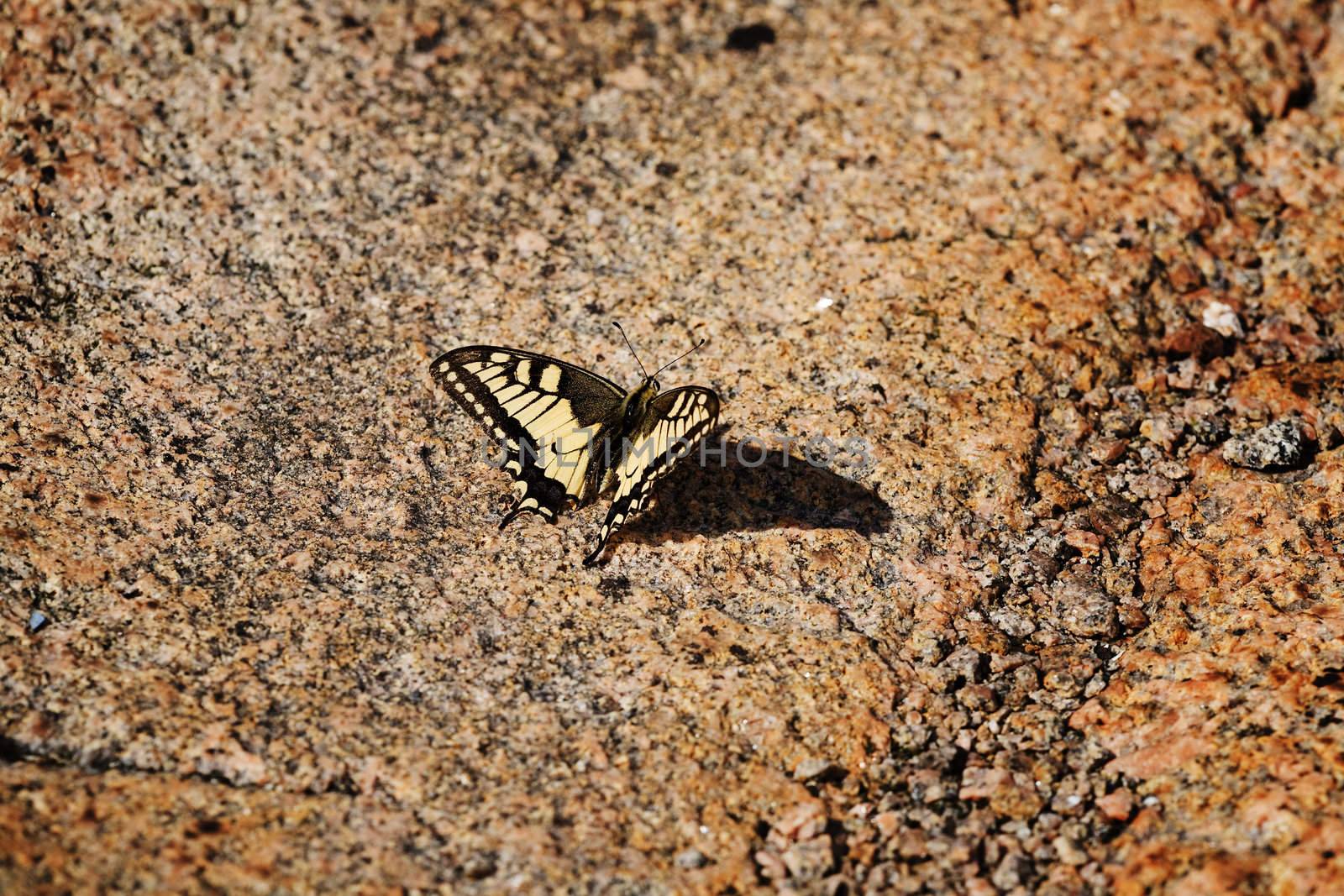 A swallowtail butterfly, Papilio zelicaon,  sun tanning on a warm rock