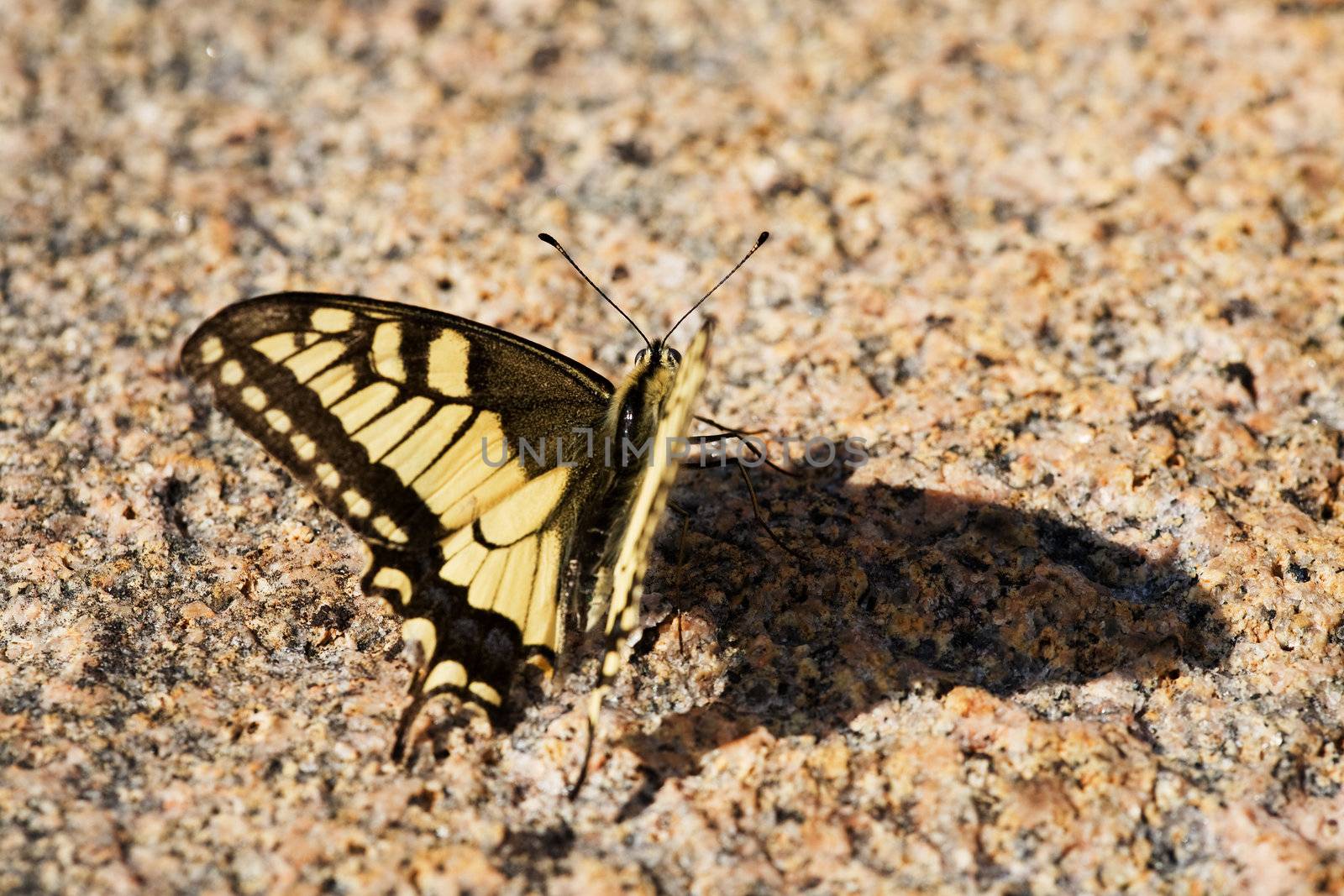 Swallowtail Butterfly by leaf