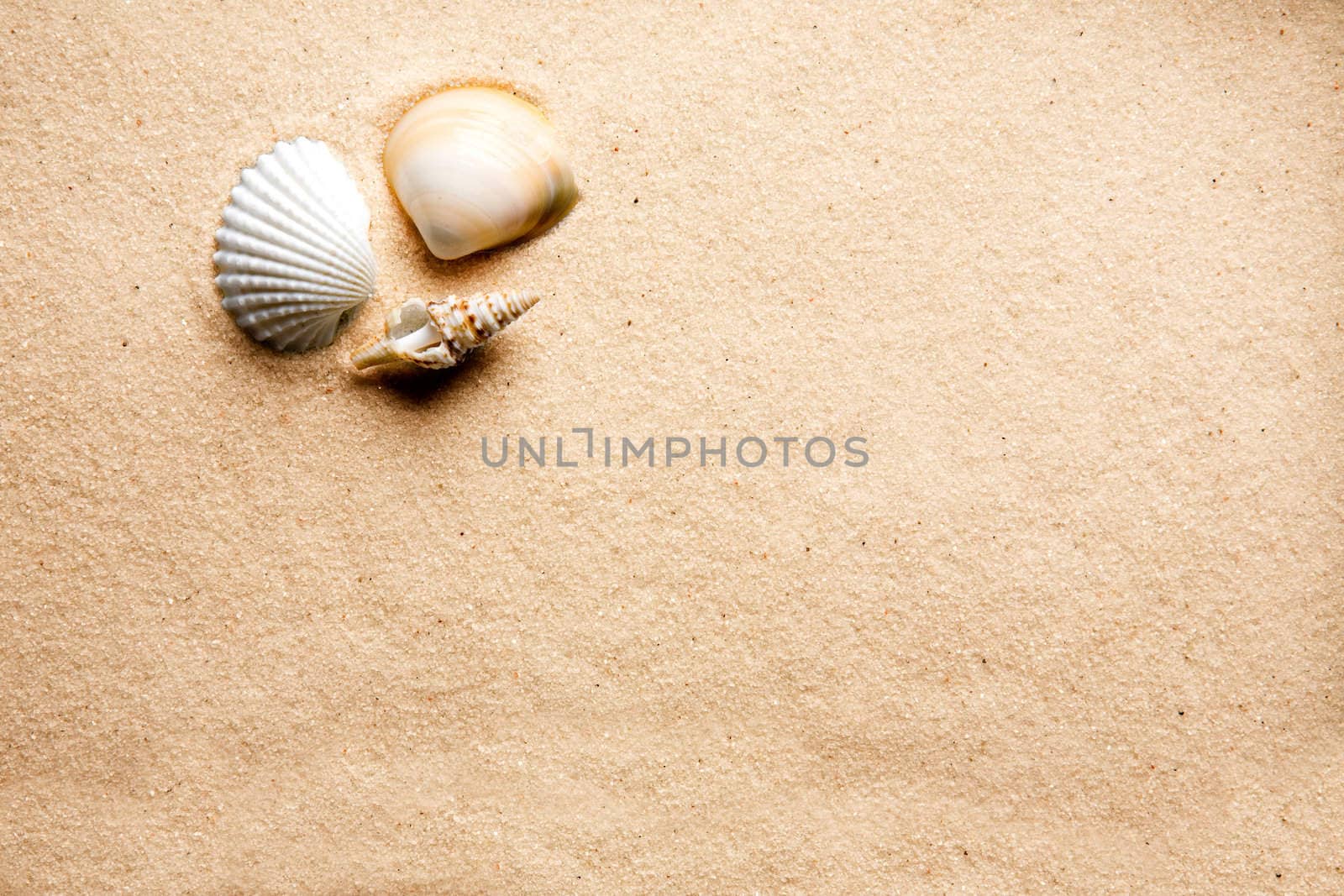 A shell on a background of golden warm sand