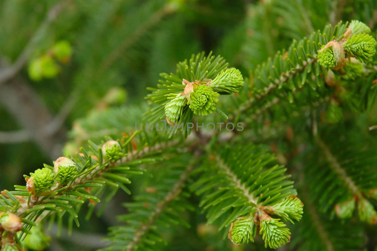 Green conifer branchlets - natural spring background.