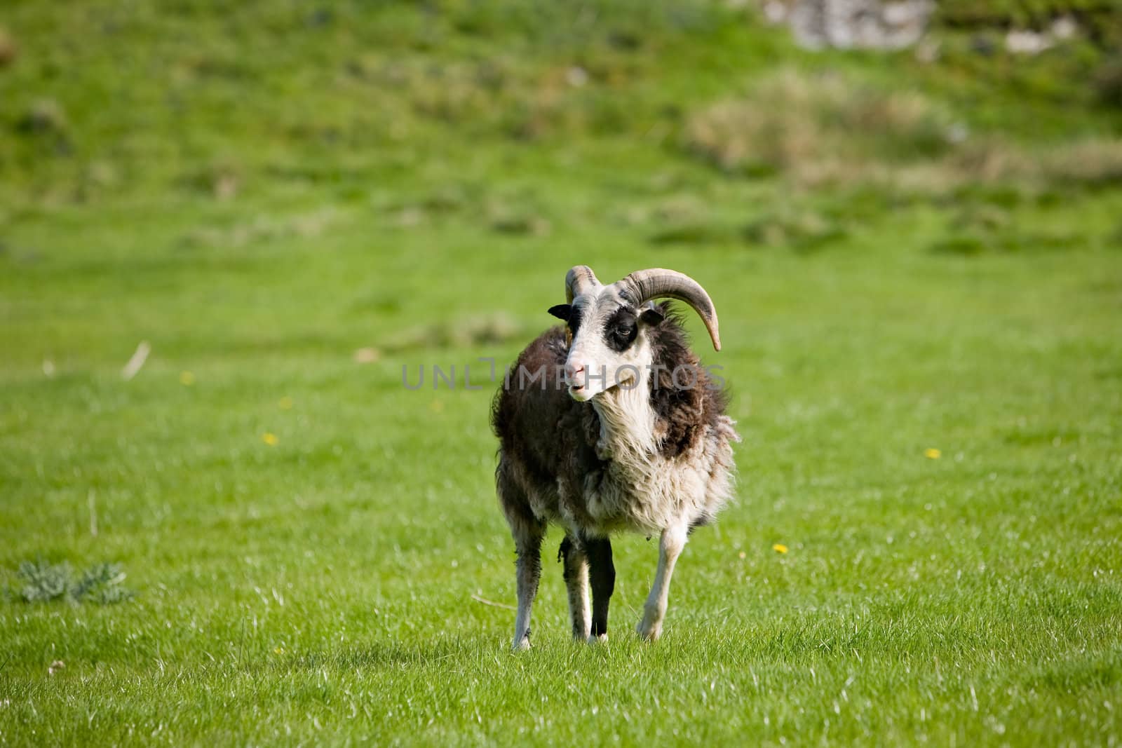 A sheep with horns in a green pasture