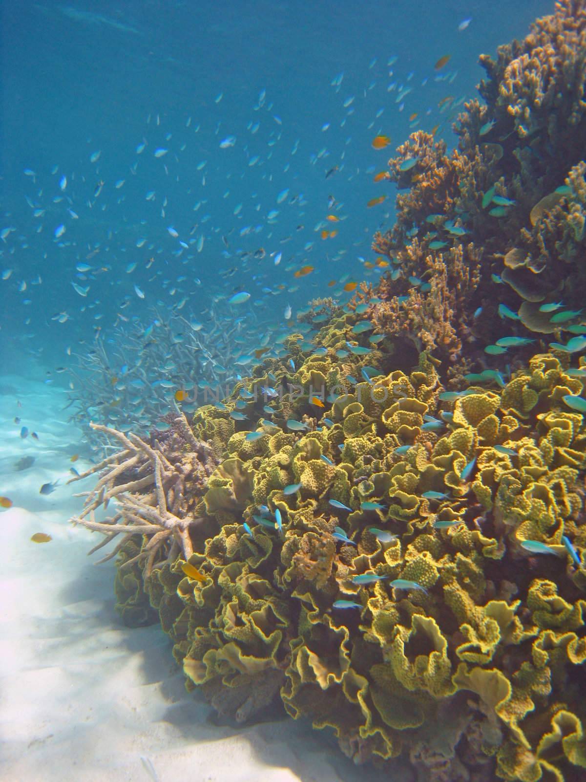 Underwater Scene of Great Barrier Reef by jovannig