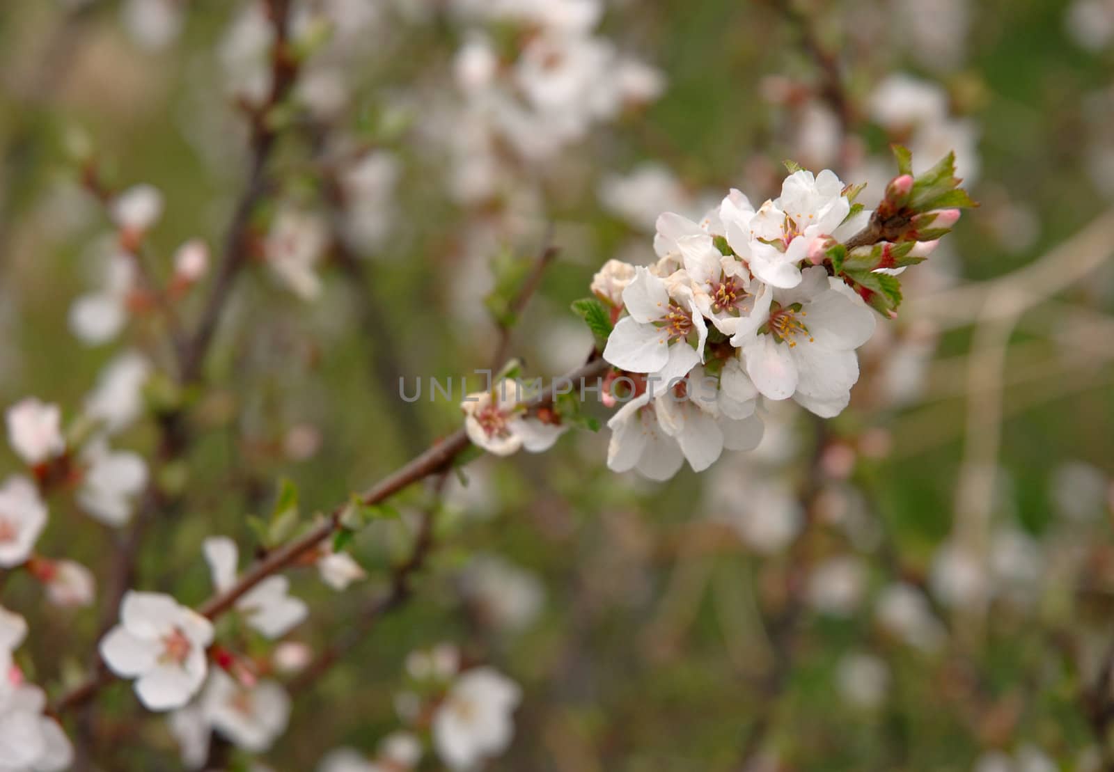 Cherry blossoms - natural spring dackground.