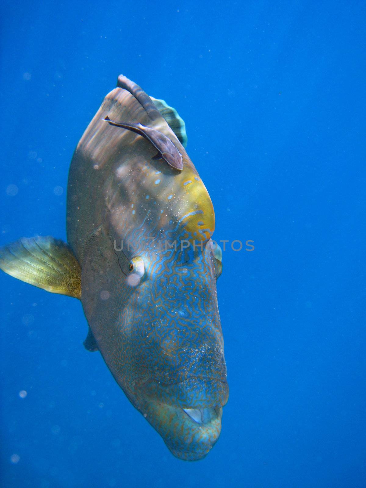 Humphead Maori Wrasse Face on the Great Barrier Reef, Queensland, Australia