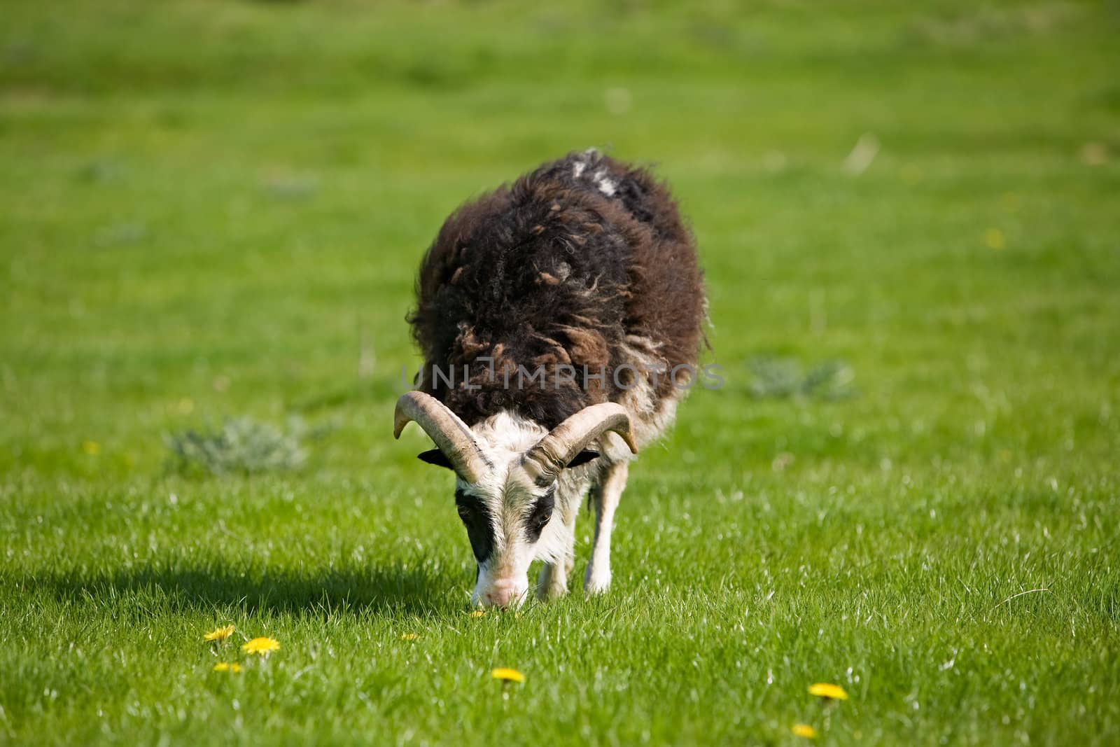 A sheep with horns grazing in the pasture.