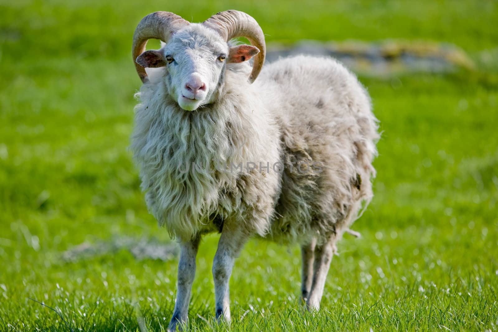 Sheep with Horns by leaf