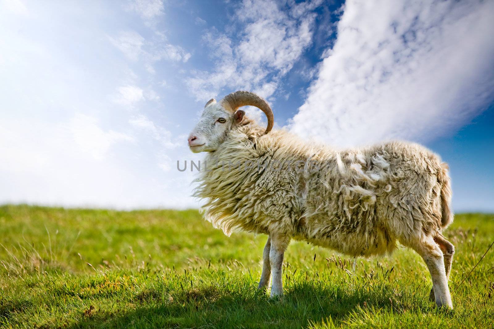 Proud Sheep by leaf