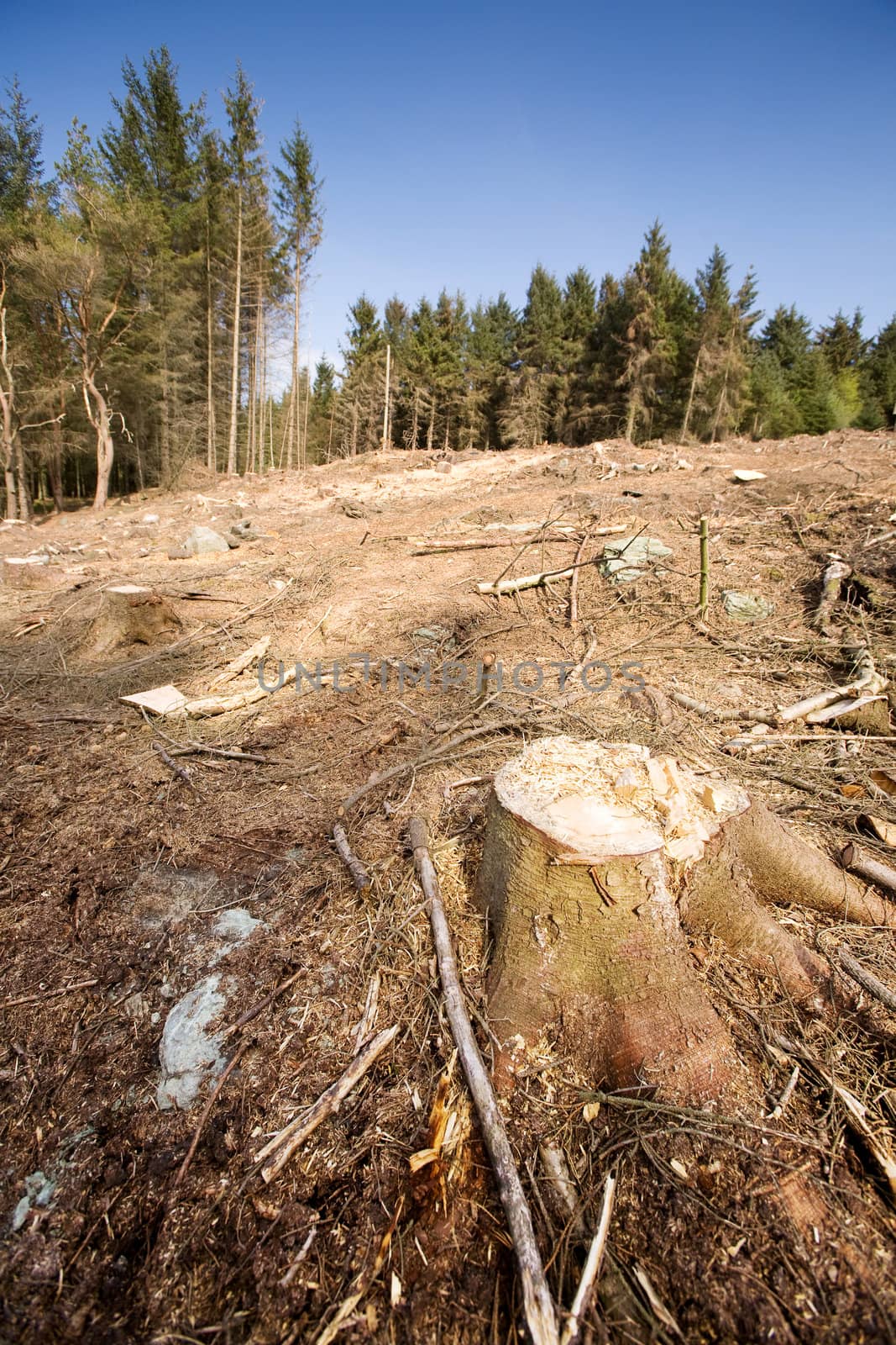 A forest with the trees cut down