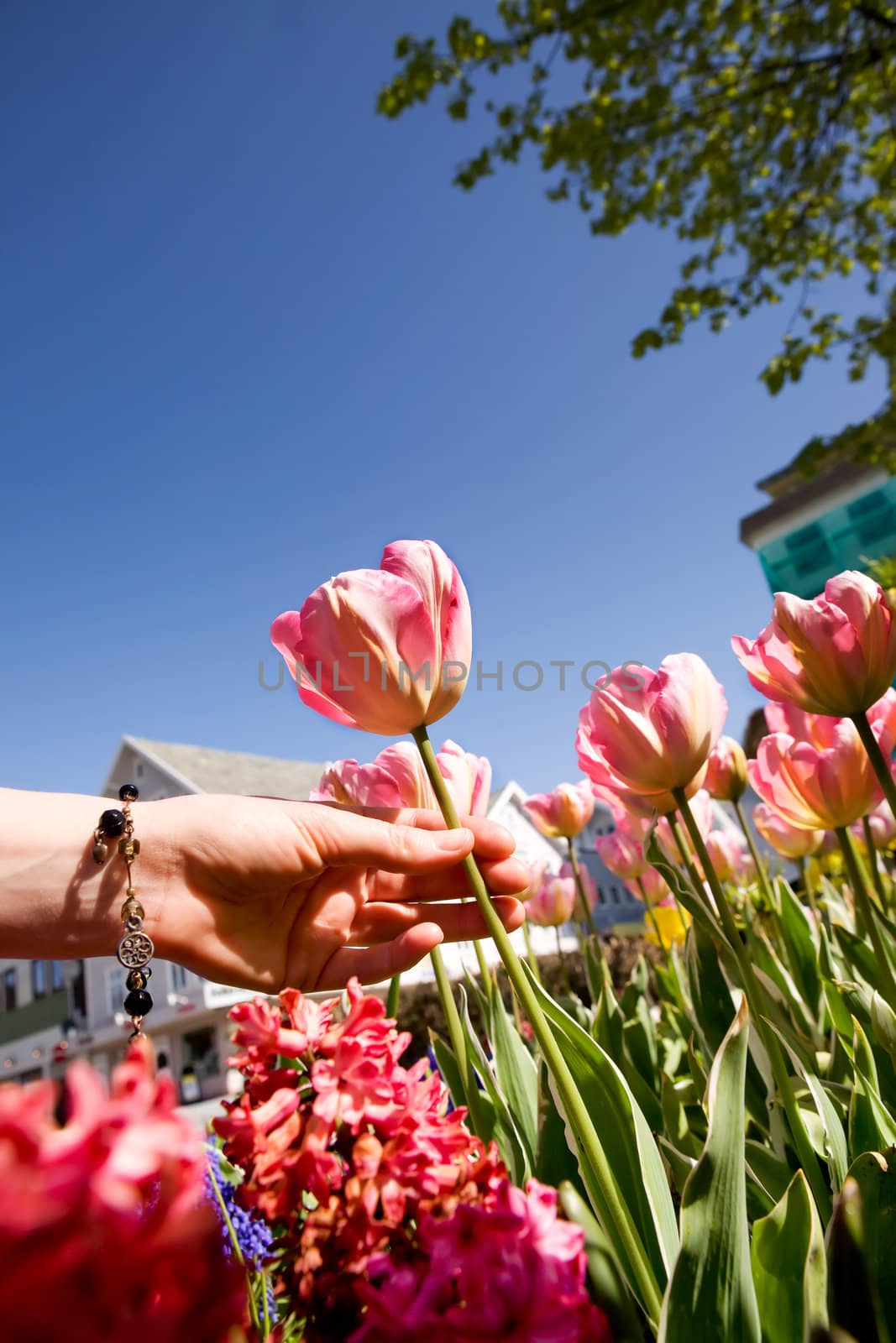 A flower garden with tulips being picked by a hand