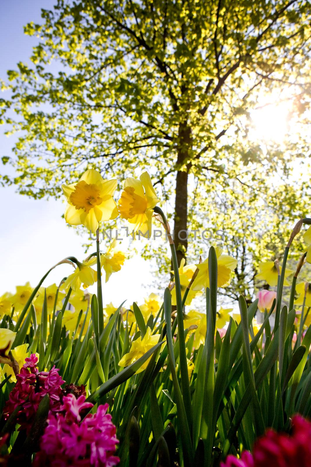 A Garden with daffodils and a tree