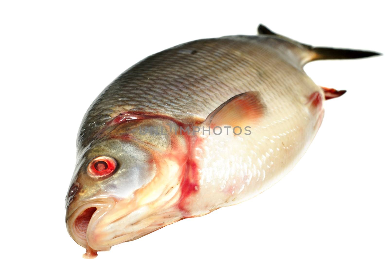 Bream fish isolated on white background