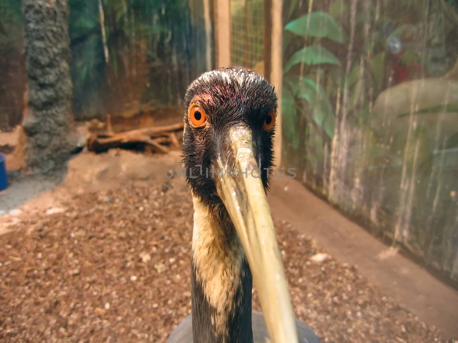Cute head of the crane in Moscow zoo