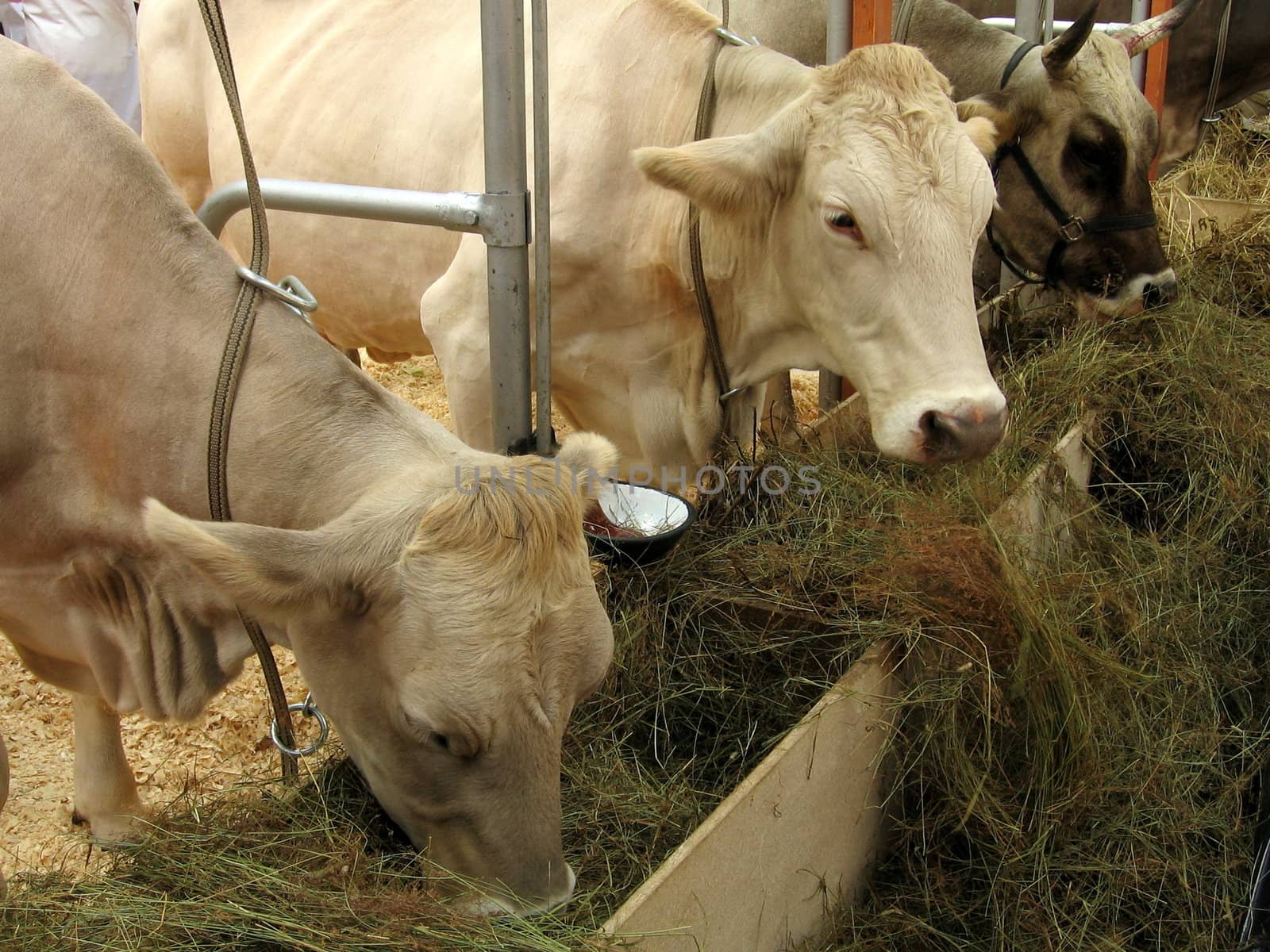 Three cows eat hay at the farm exhibition