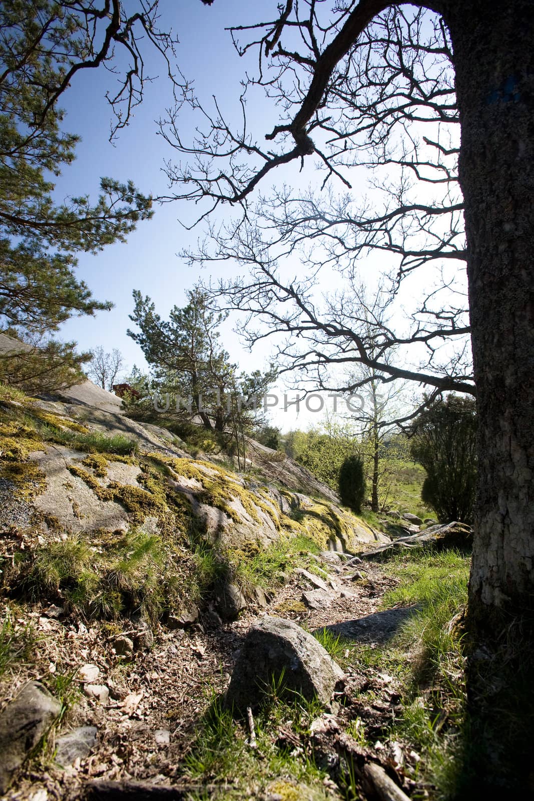 A norwegian landscape with rocks and small trees