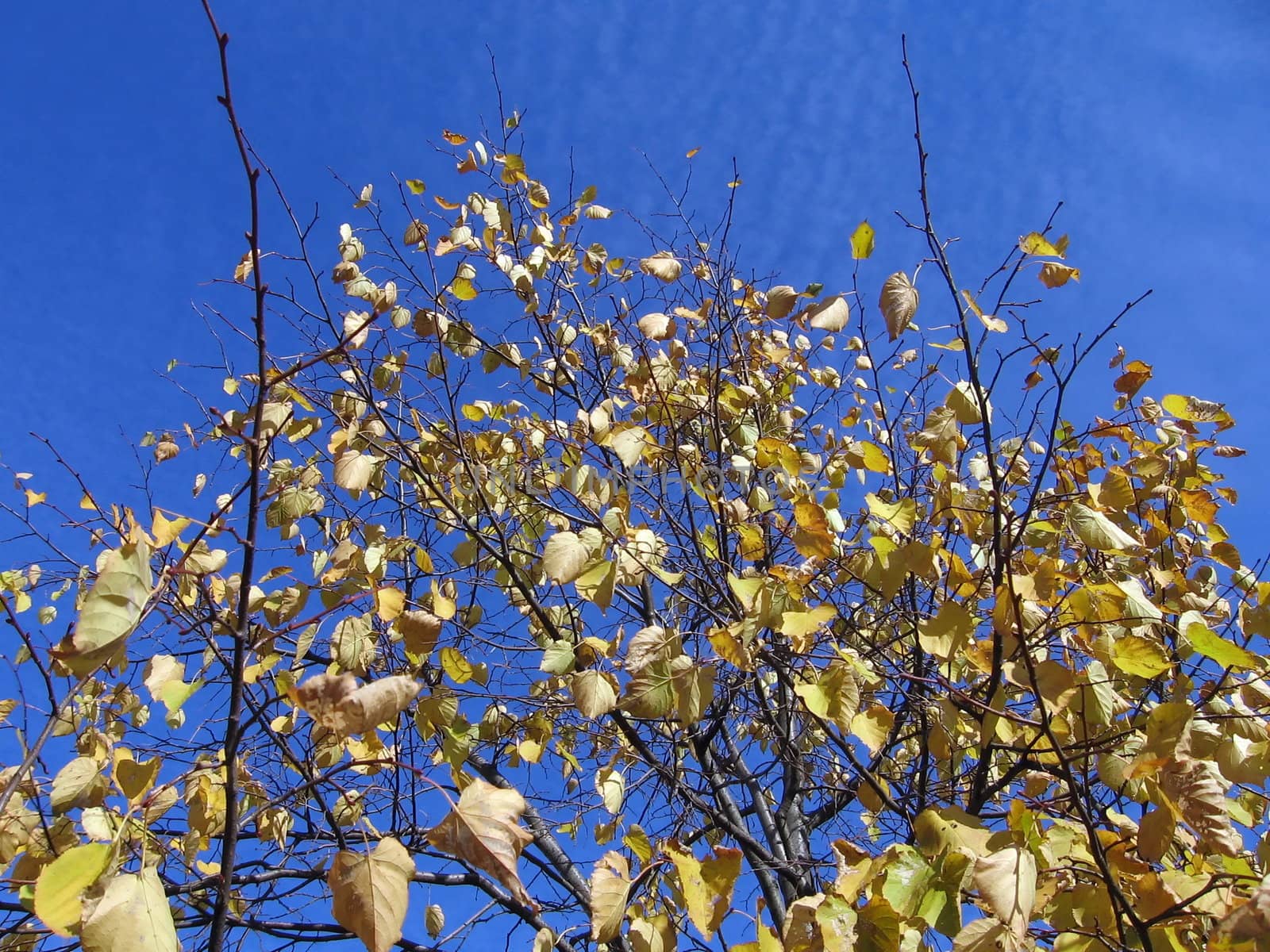 Branches with yellow laves on a background of blue sky