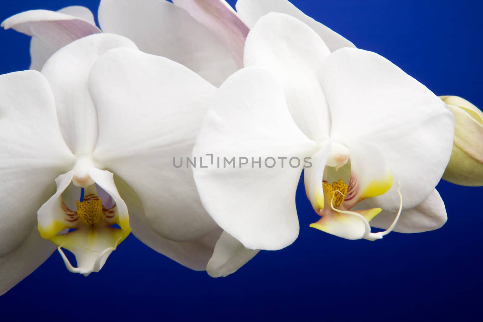 A close up of an orchid flower; Phalaenopsis Amabilis