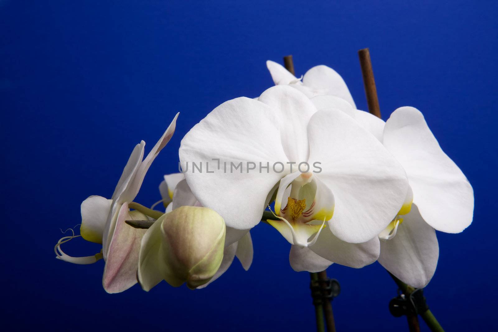 A close up of an orchid flower; Phalaenopsis Amabilis