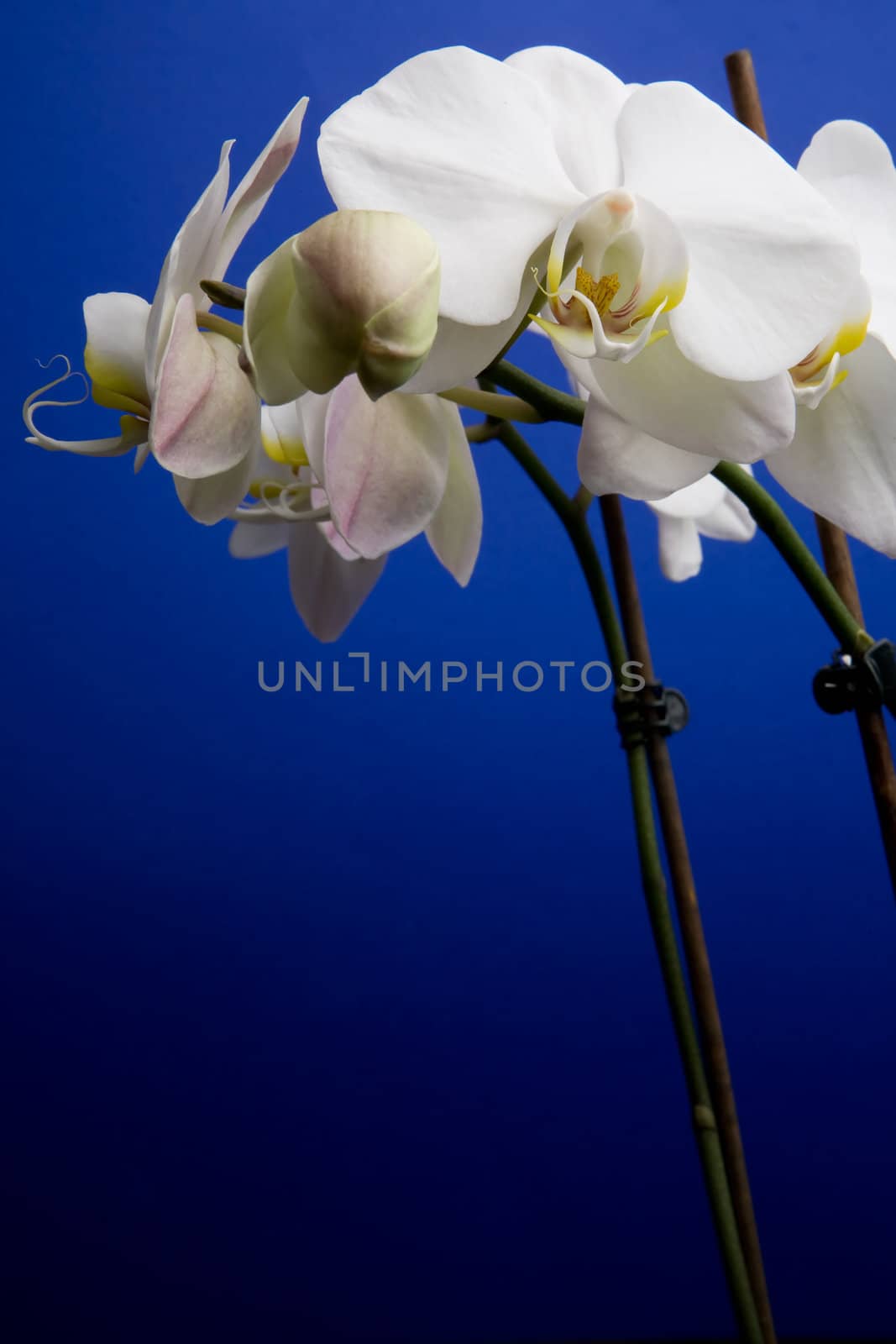 White Orchid by leaf