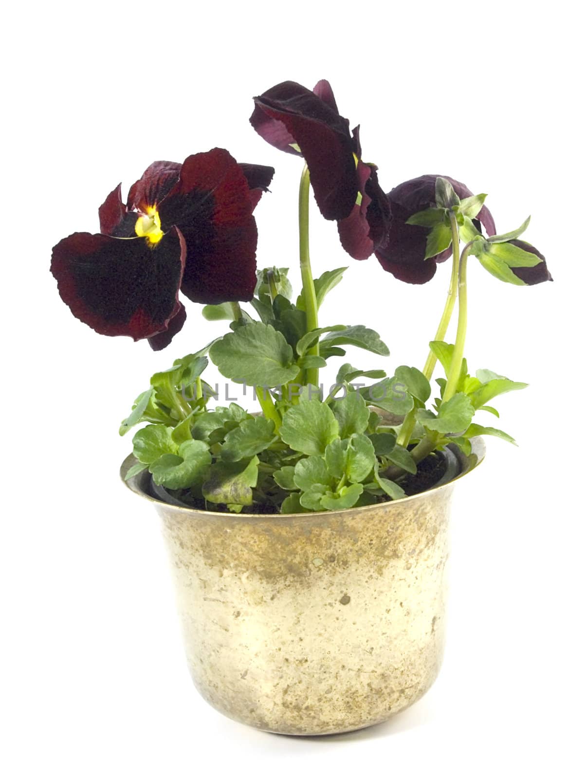 close-up pf beautiful maroon pansies isolated on a white background