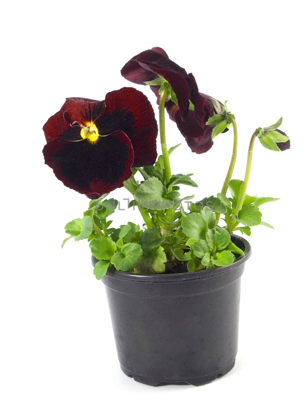 close-up pf beautiful maroon pansies isolated on a white background