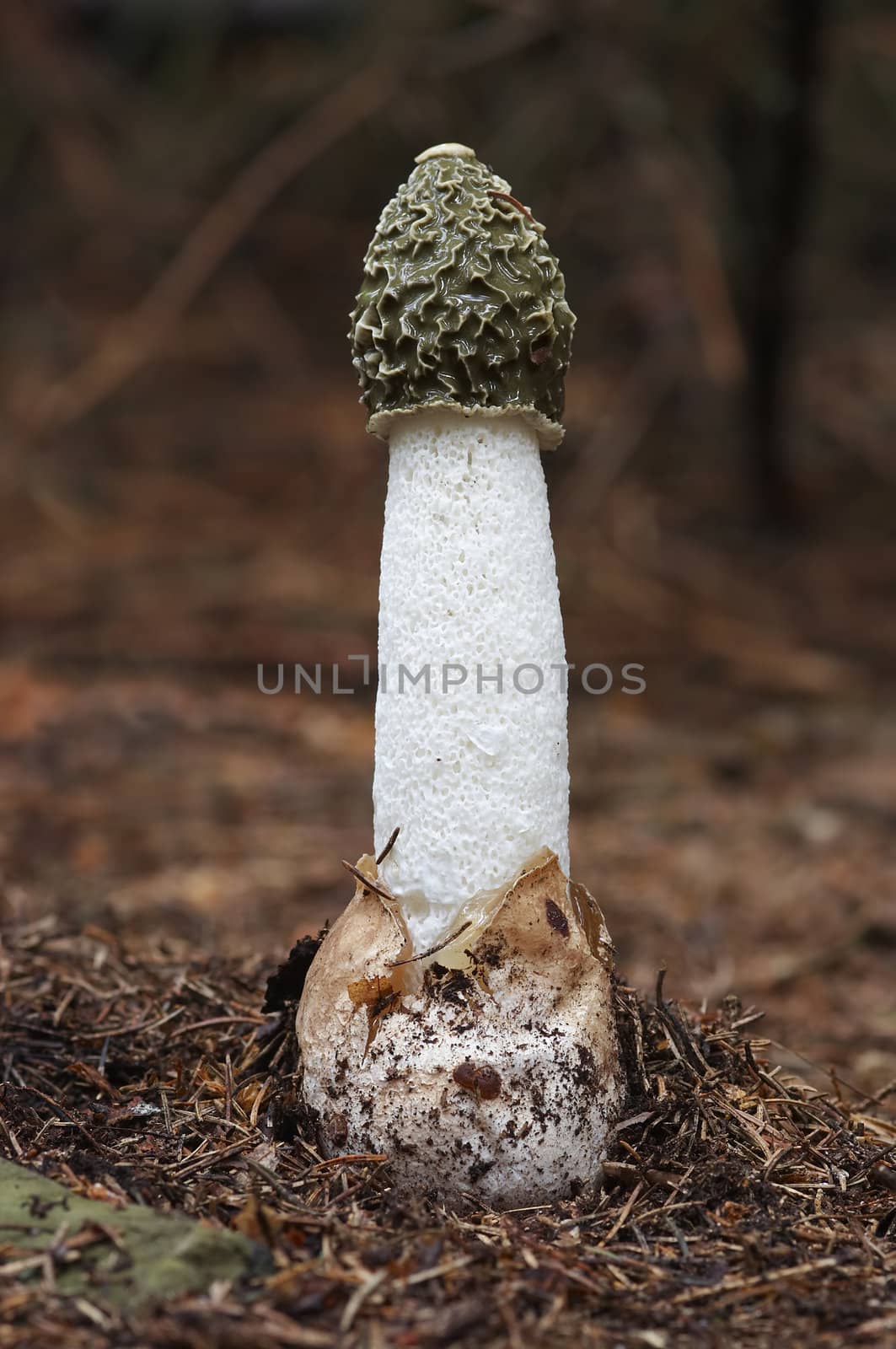 common stinkhorn by Mibuch