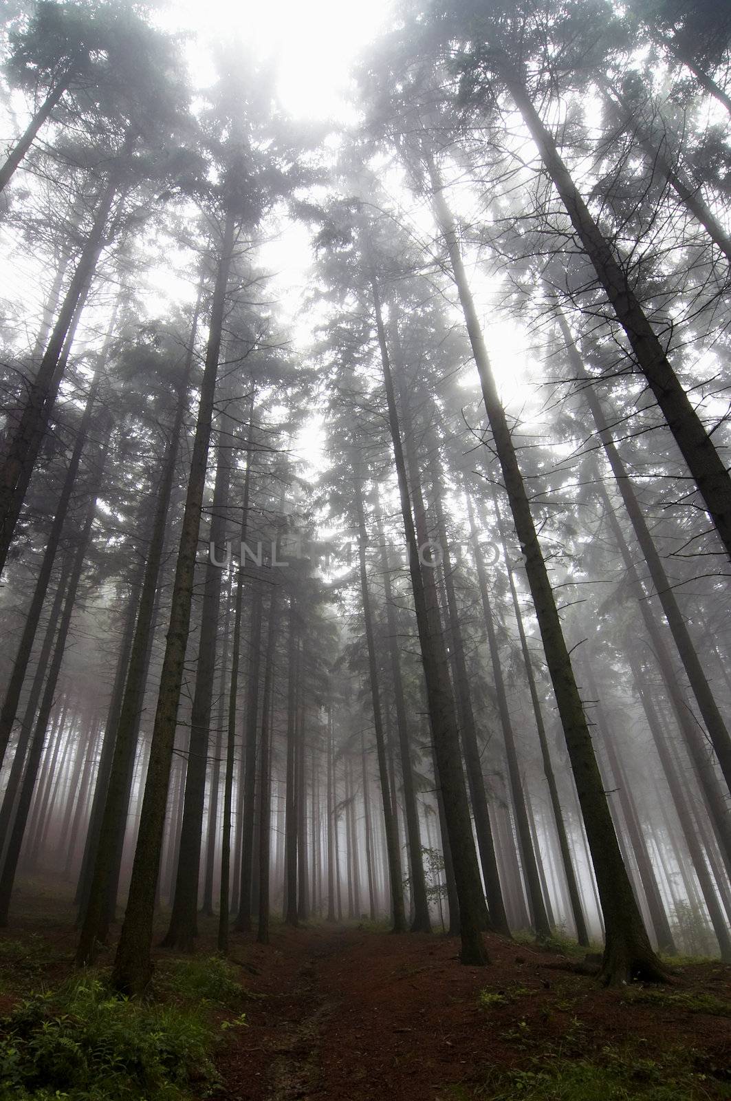 conifer forest in fog by Mibuch