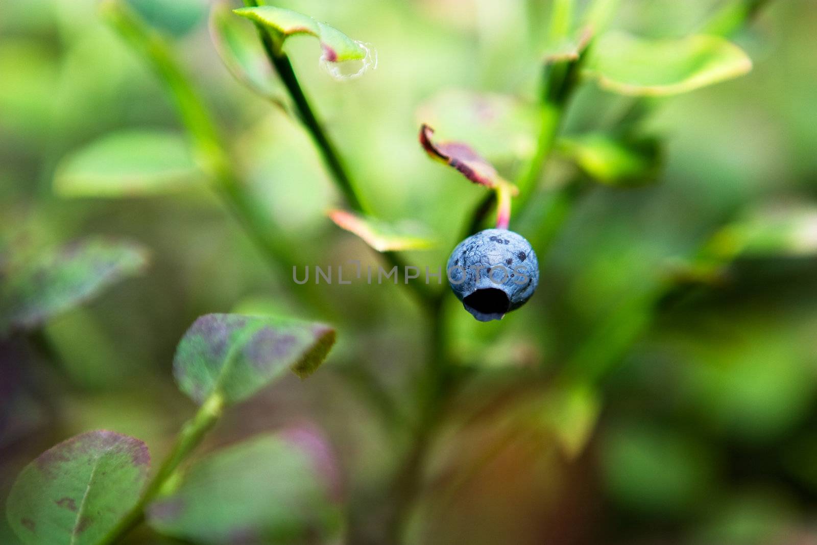 A closeup of a blueberry isolated against a bokeh background of leaves