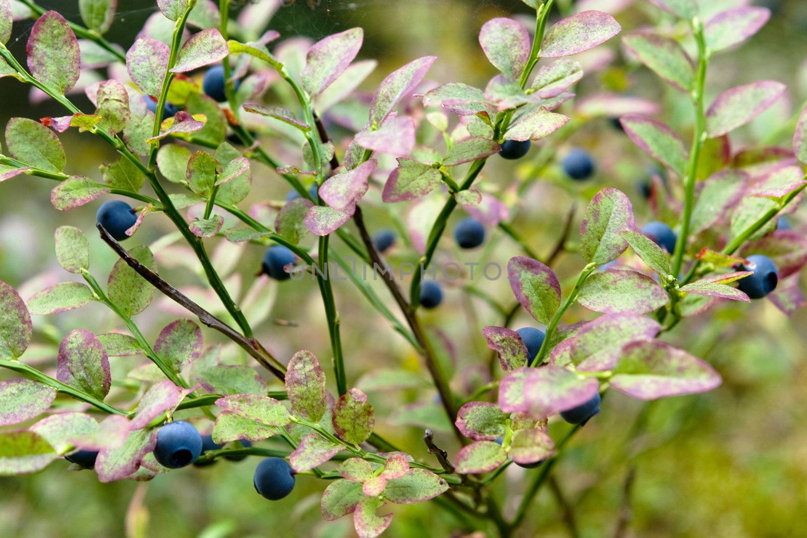 Blueberry Background by leaf