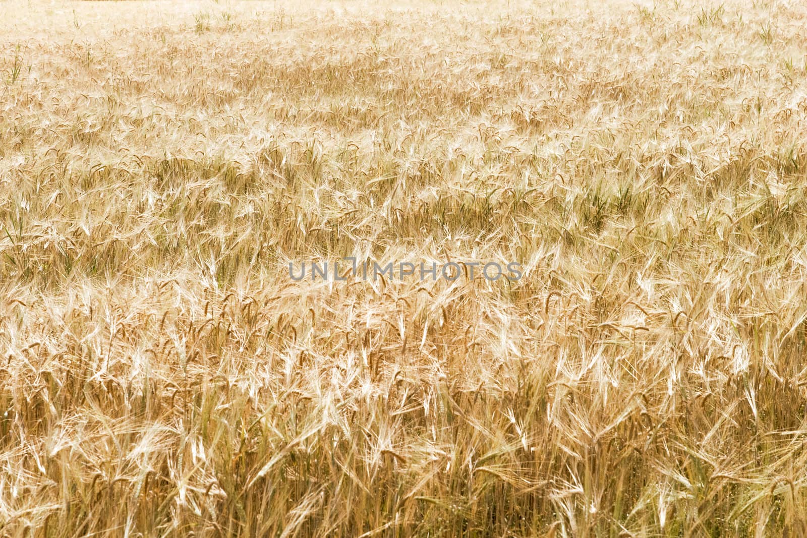 Ripe Wheat Field by leaf