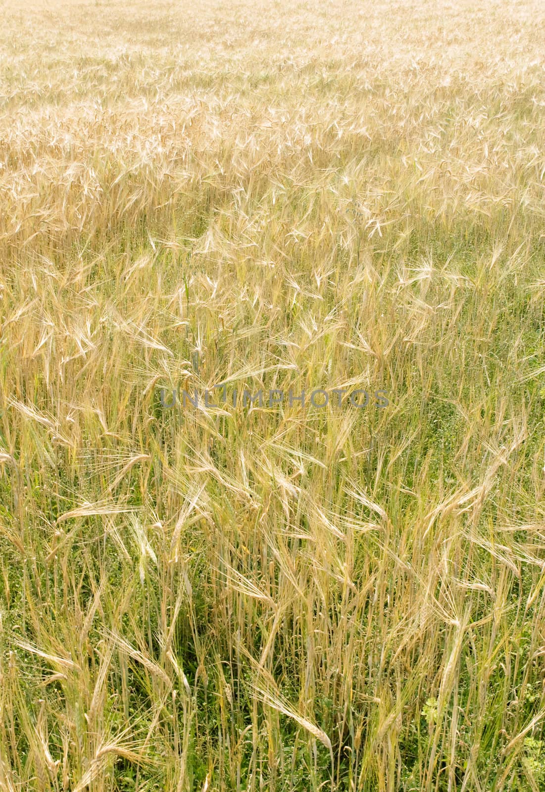 Gold Wheat Field by leaf