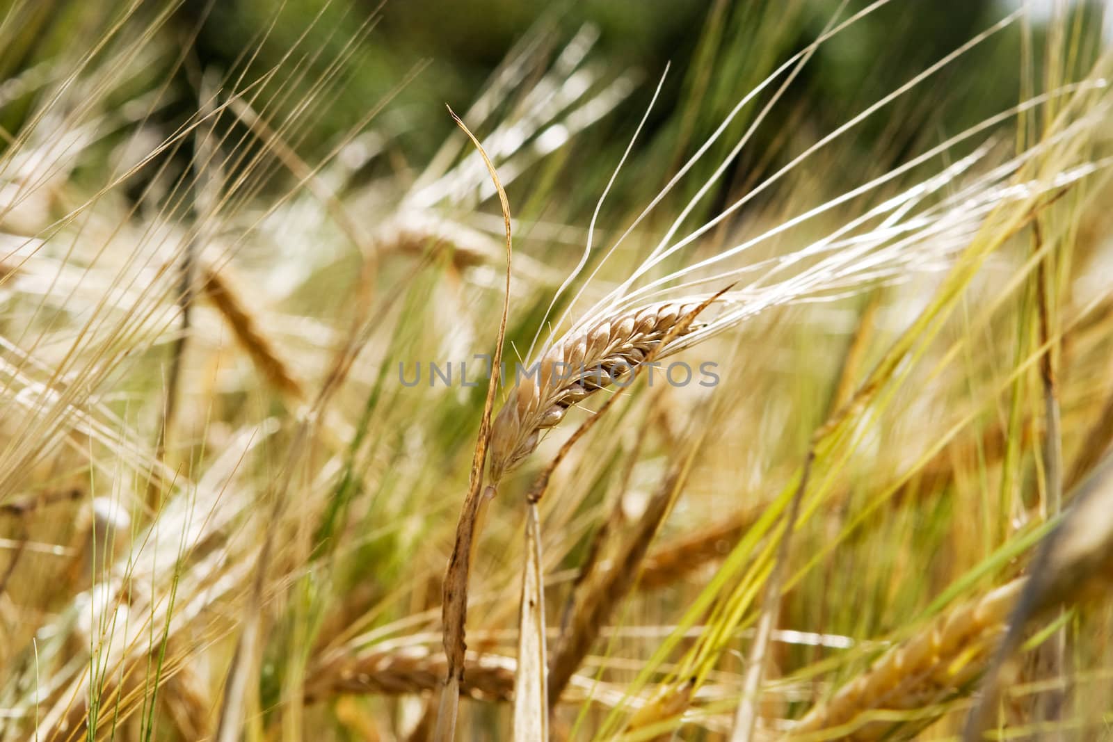 Wheat Background by leaf