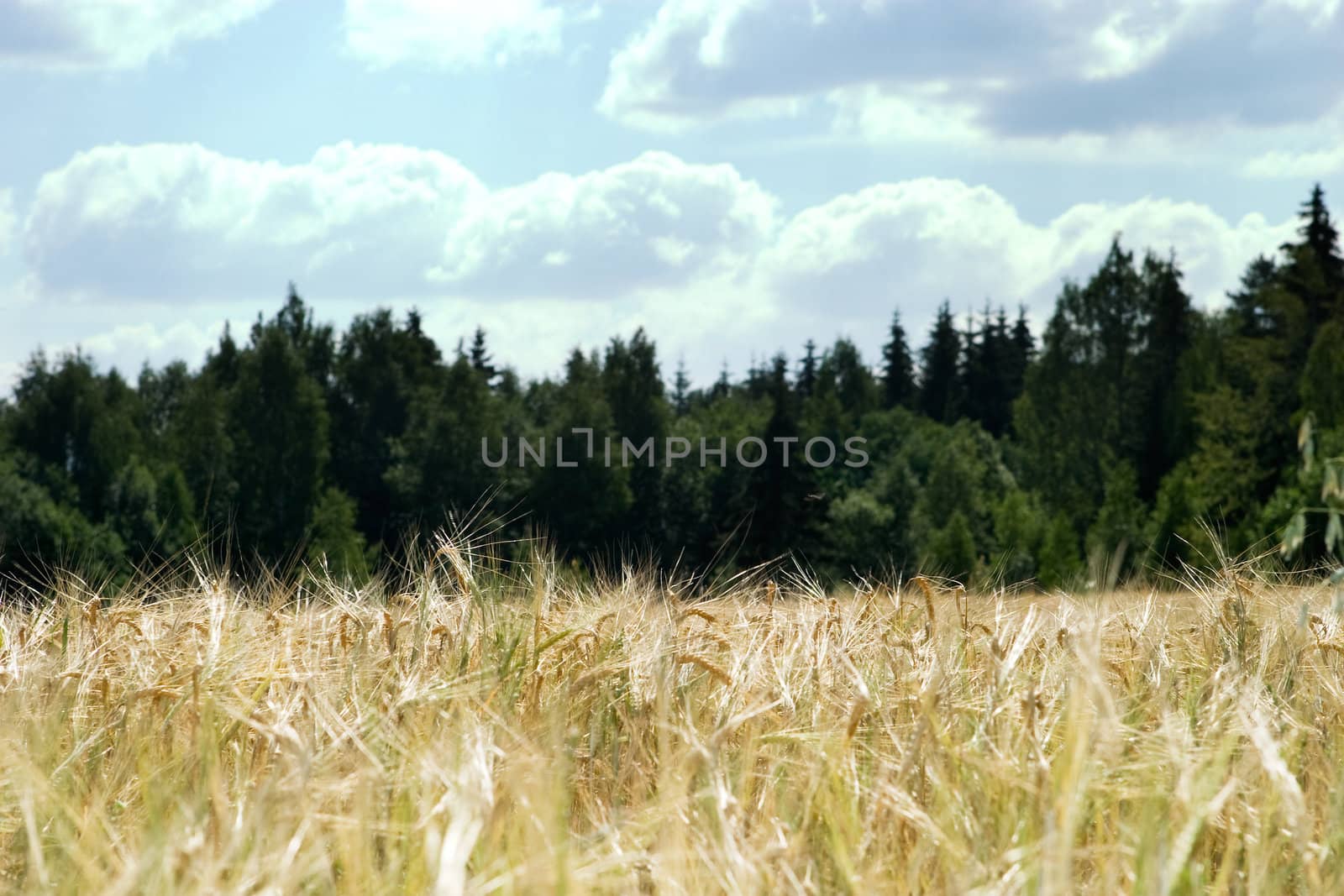 Wheat Field Background by leaf
