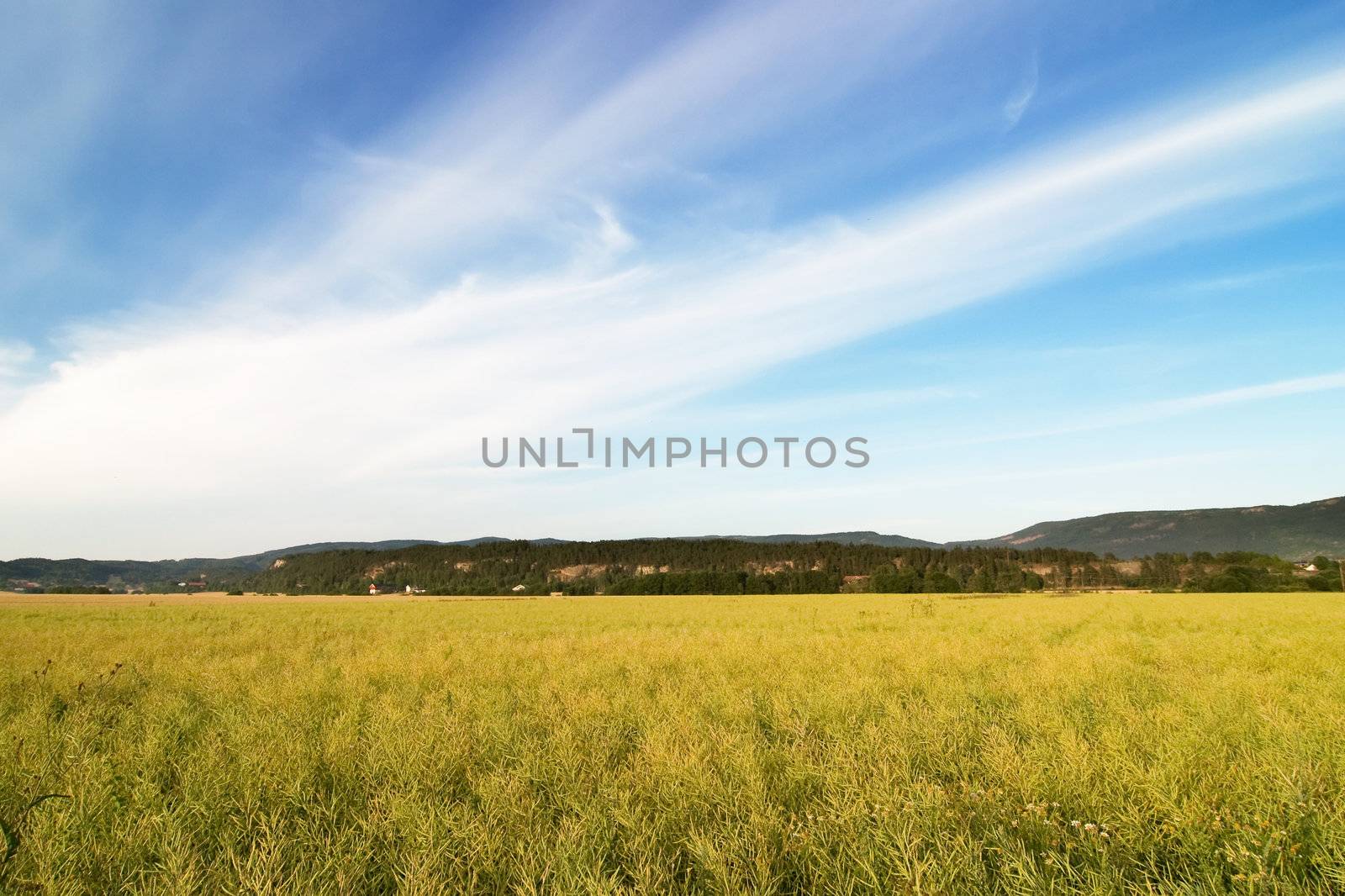 A ripe yellow canola field in moutain foothills