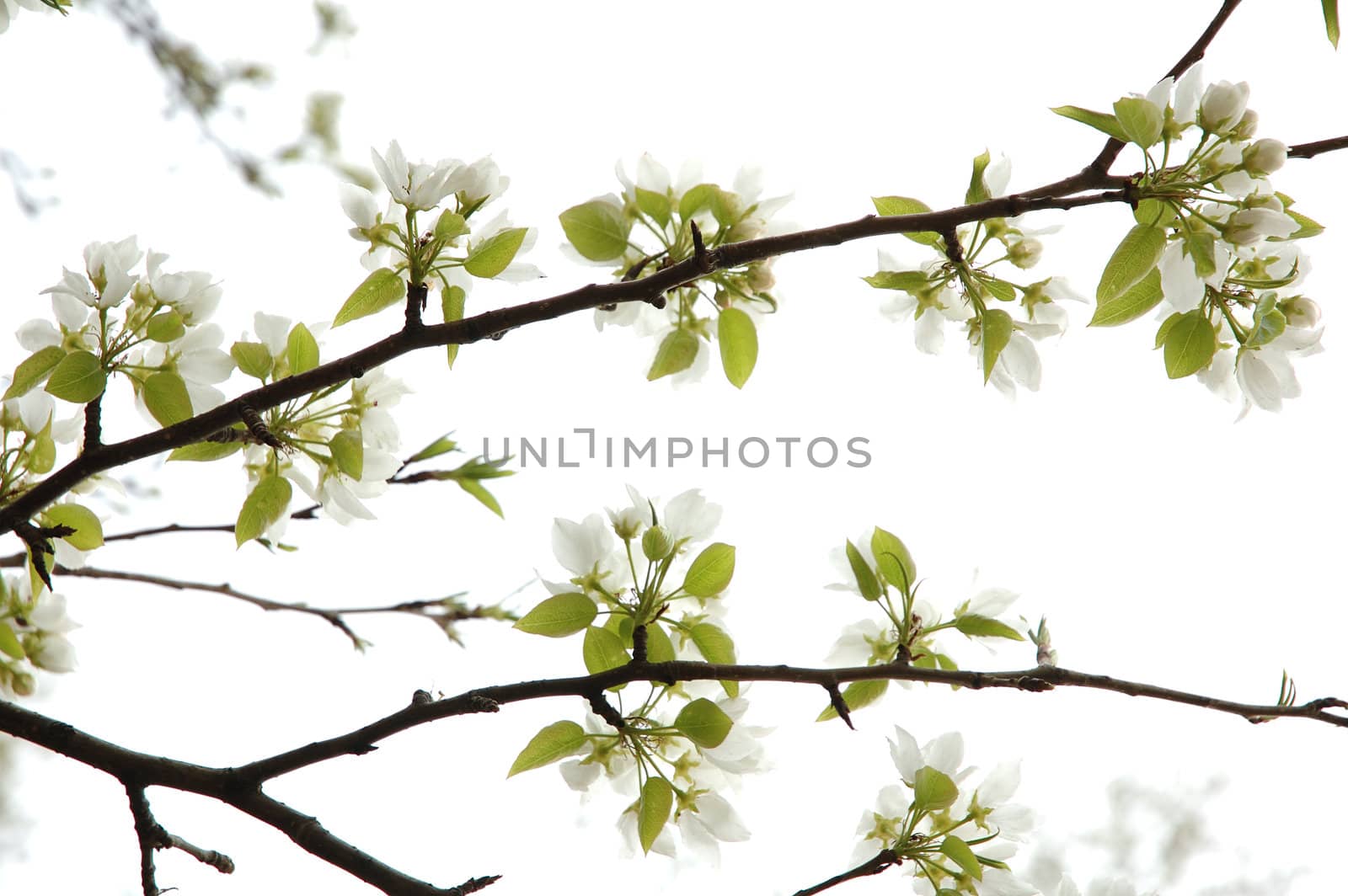 Apple blossoms - natural spring background in high key.