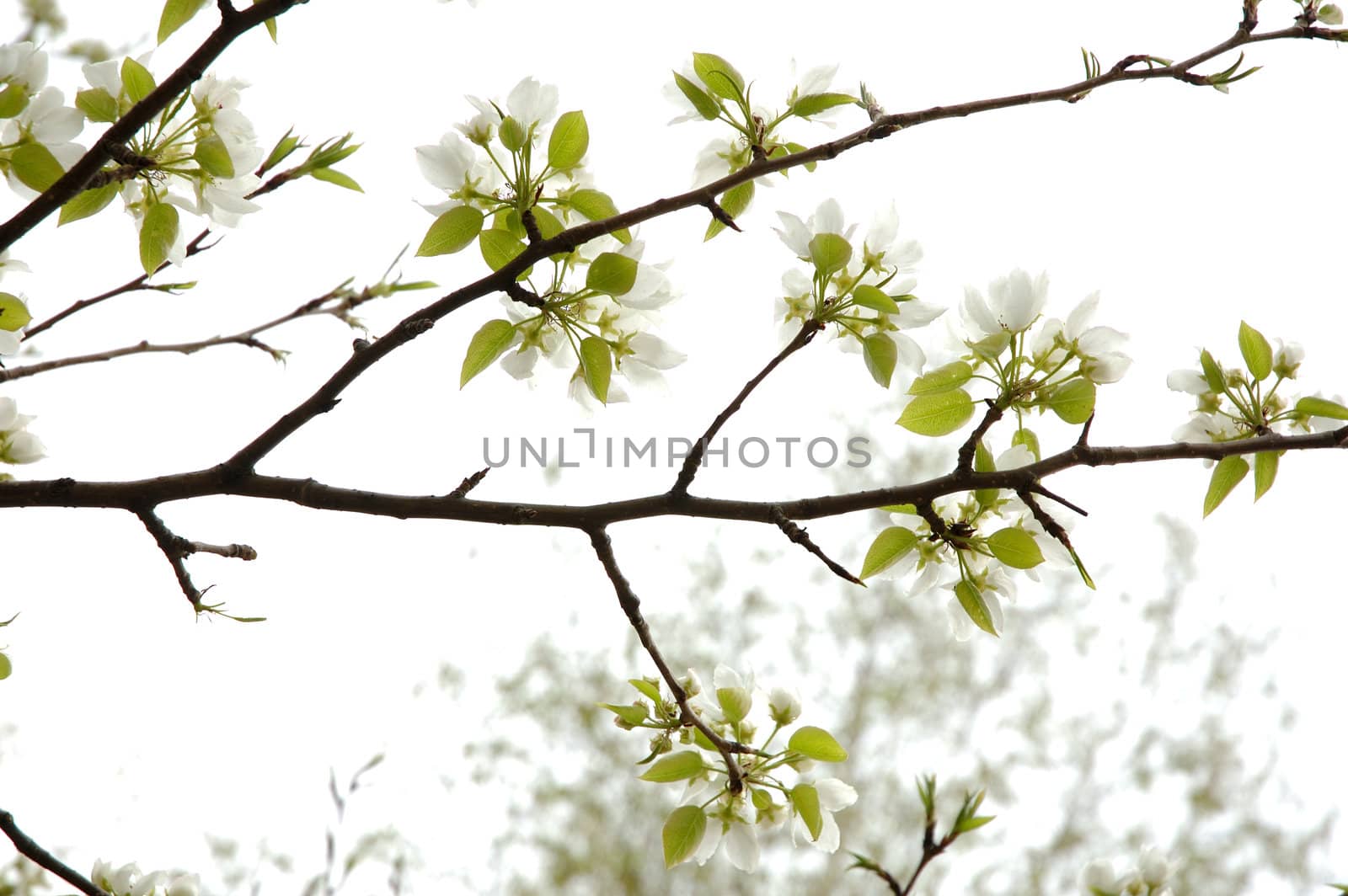 Apple blossoms - natural spring background in high key.