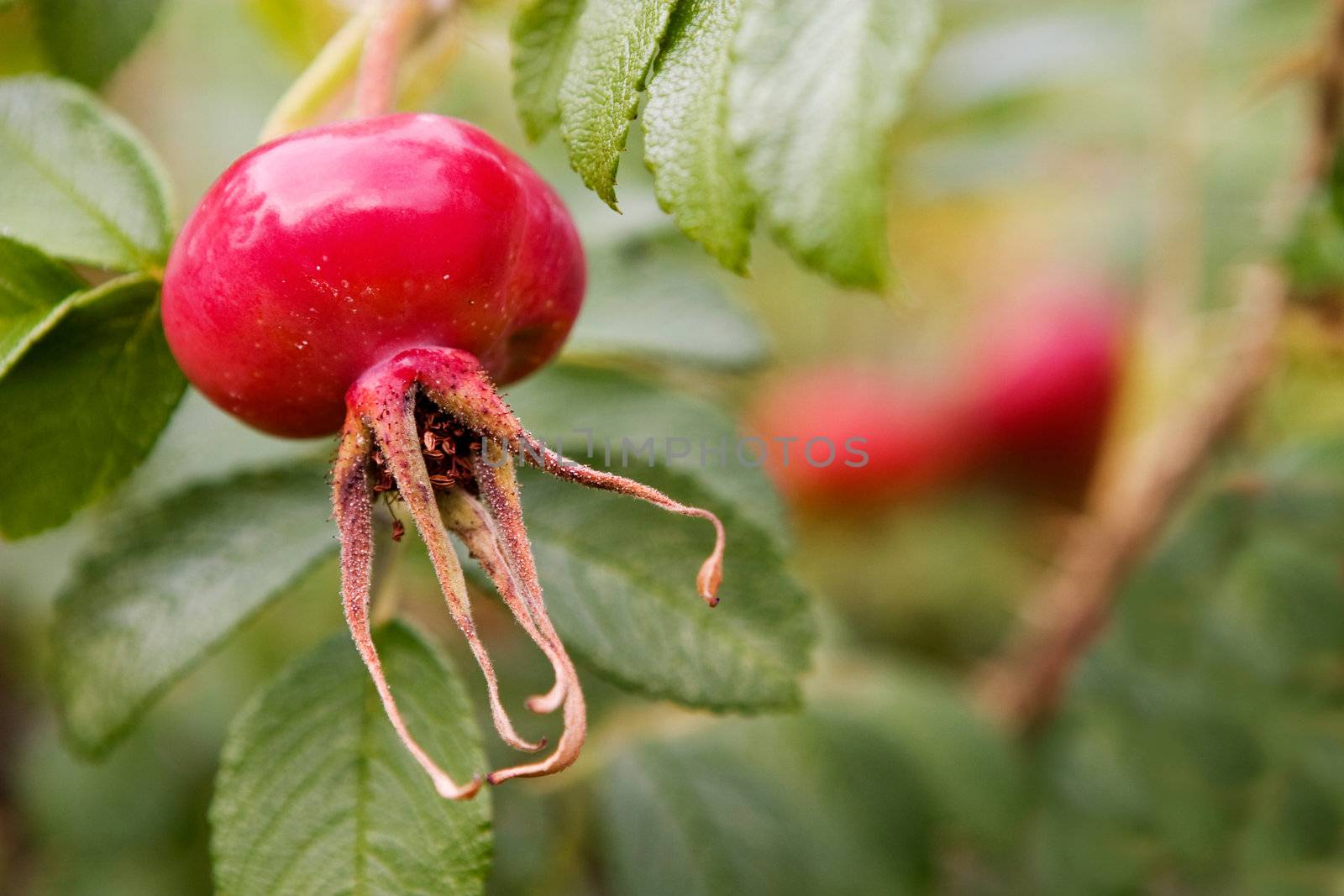 A macro detail image of a rose hip isolated against a bokeh background