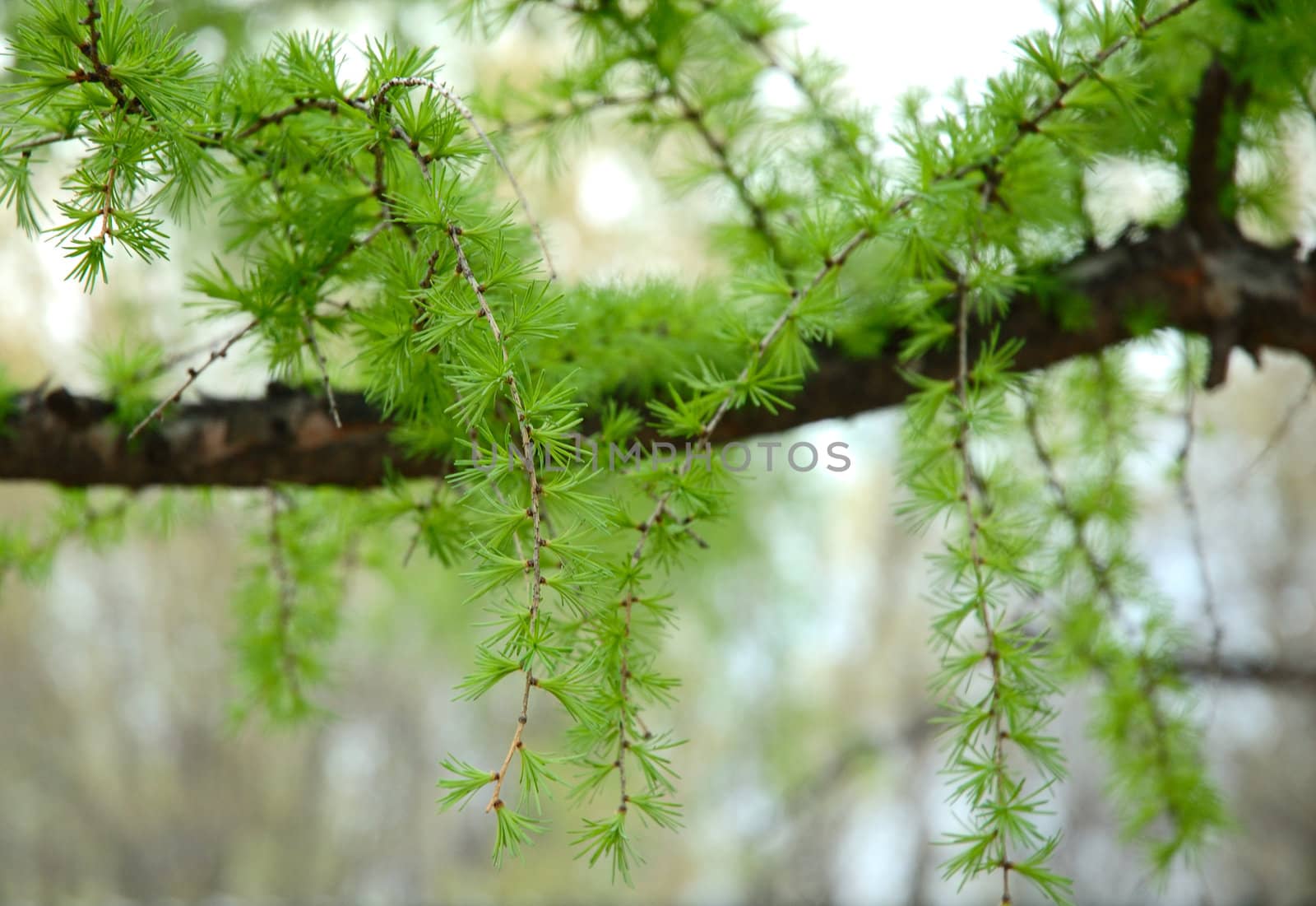 Green conifer branchlets - natural spring background.