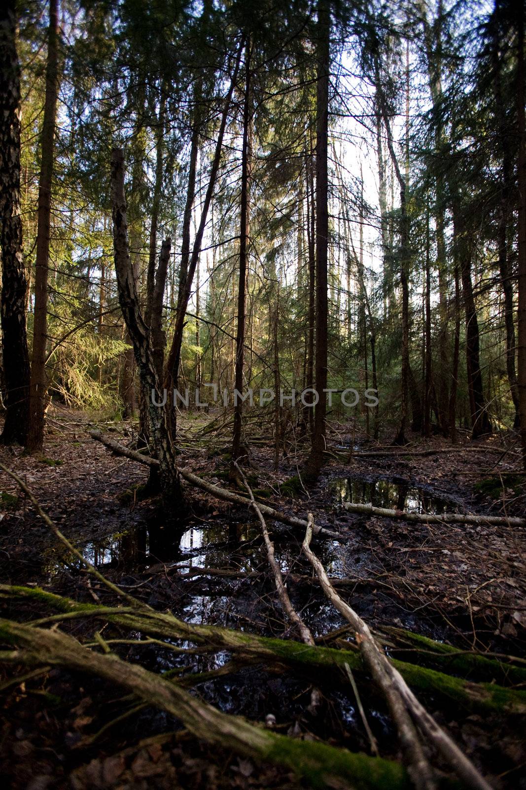 A swamp nature image with a water reflection and forest