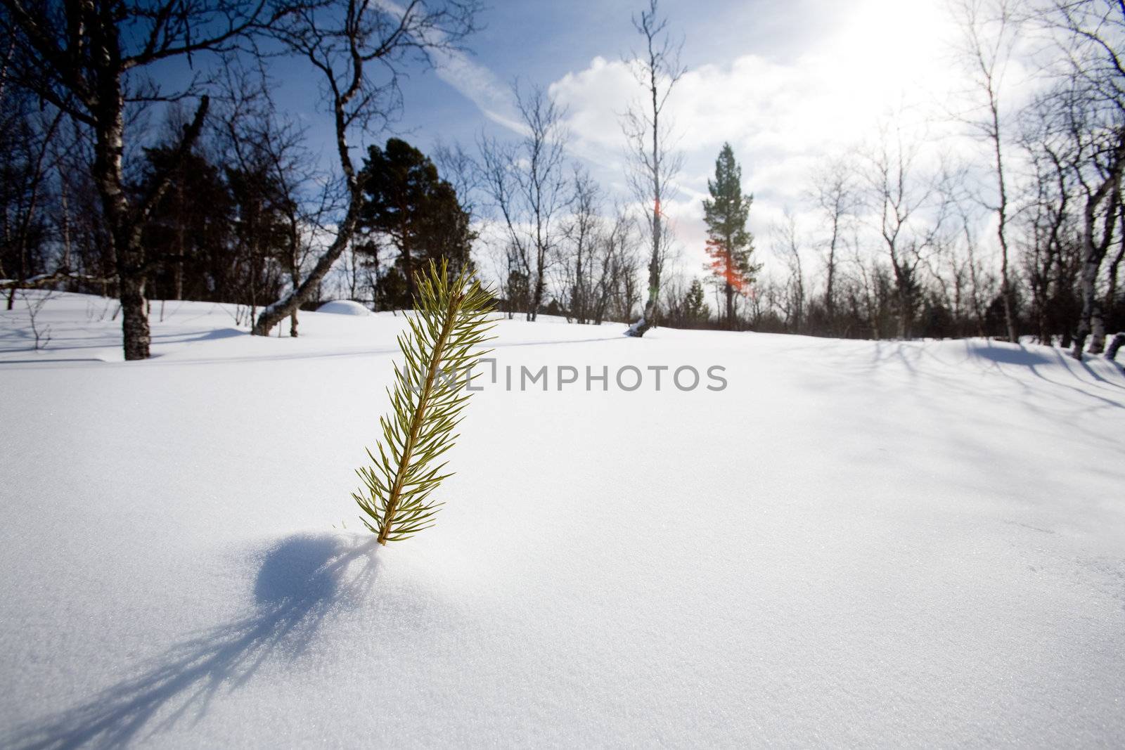 A small tree surviving in the snow