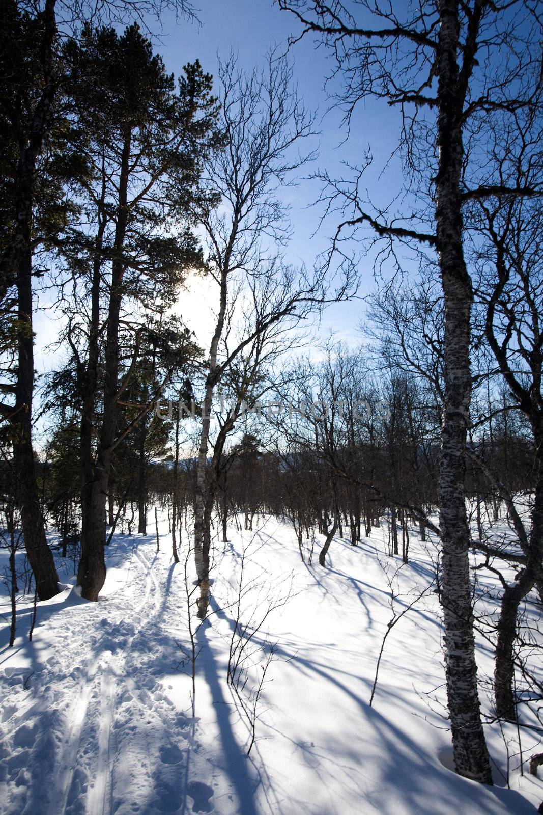 Ski trail through the forest - back country skiing