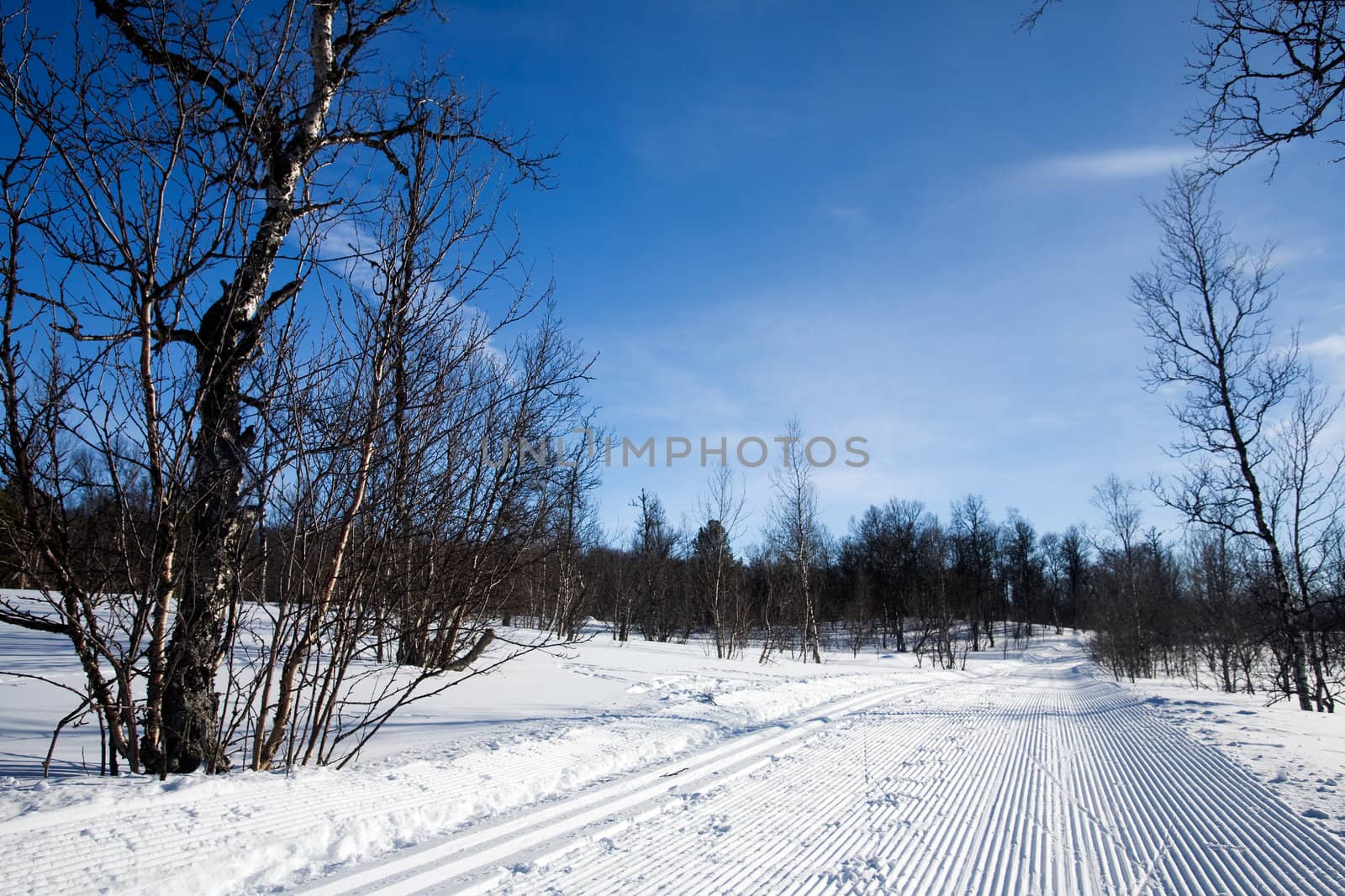 Groomed Cross Country Ski Trail by leaf
