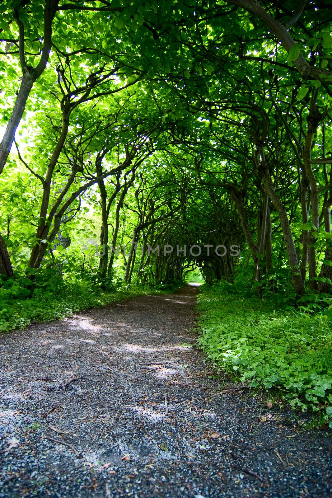 A mystical path through trees in a garden