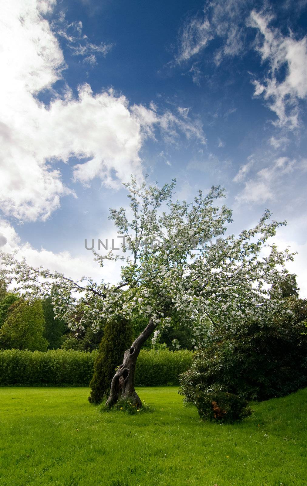 An old apple tree with a dramatic sky