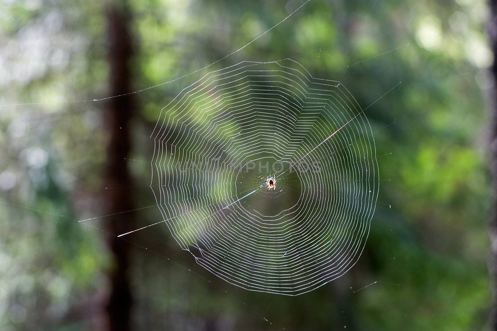 A spider web detail in the forest