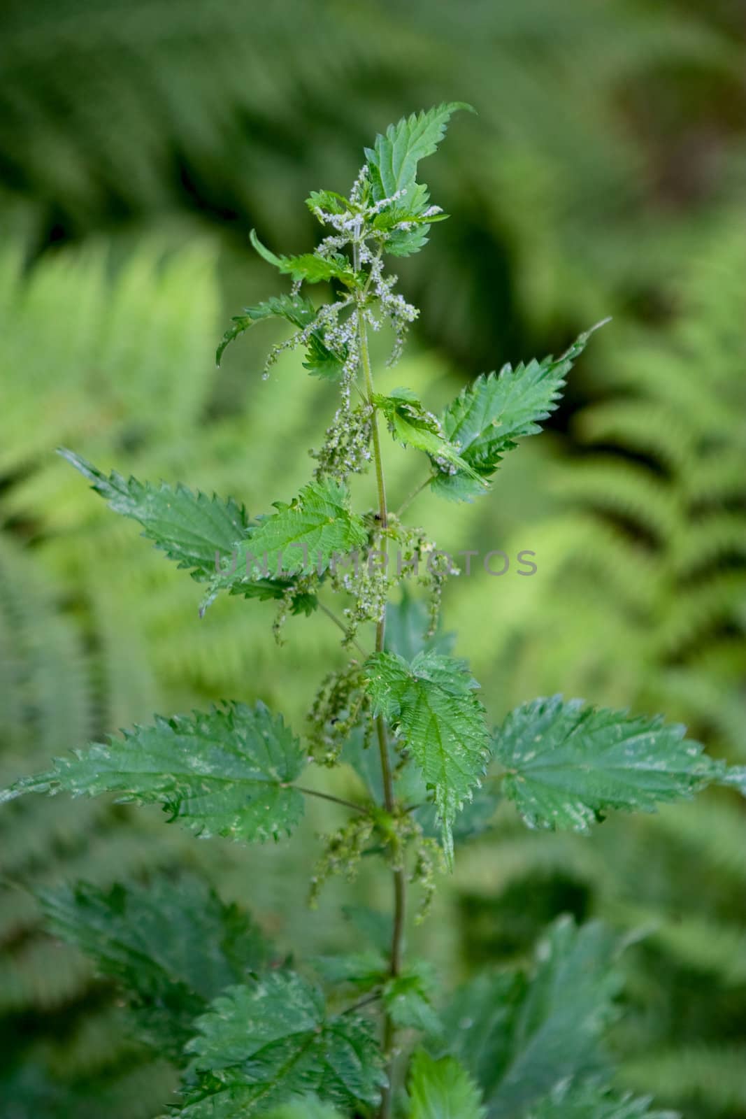 Stinging Nettle Detail by leaf