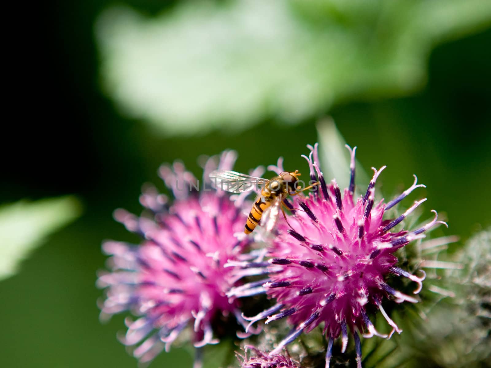 A macro image of a wasp on a purple flower