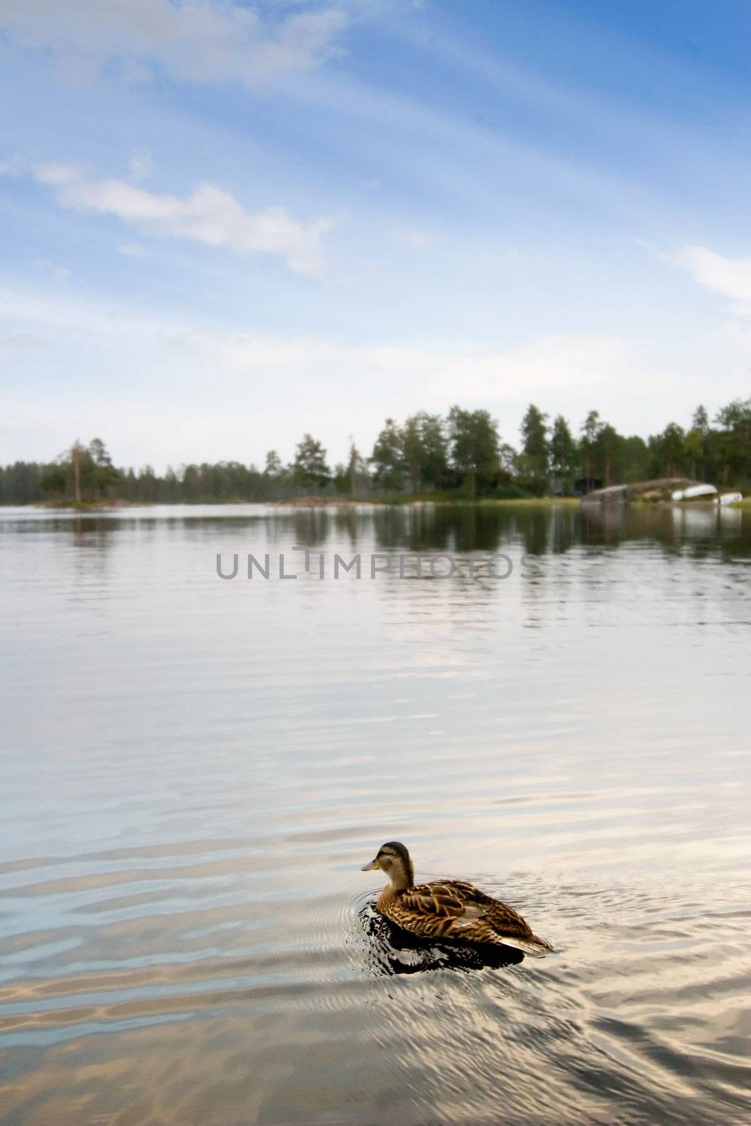 Swimming Duck by leaf