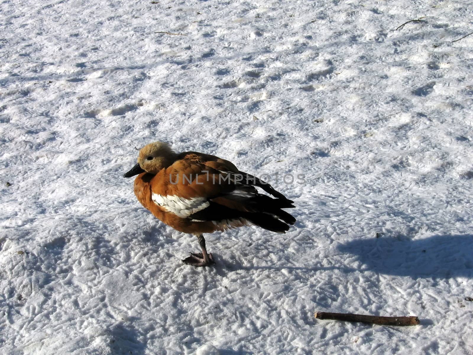 Single duck on a background of white snow