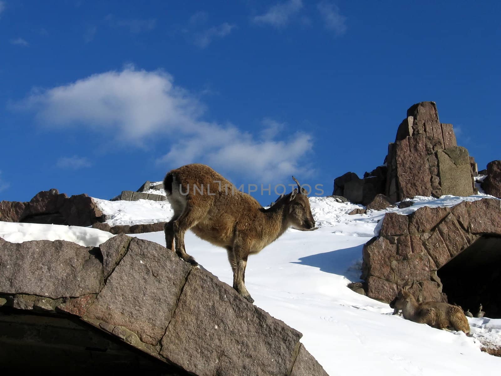 Goat on the stone by tomatto