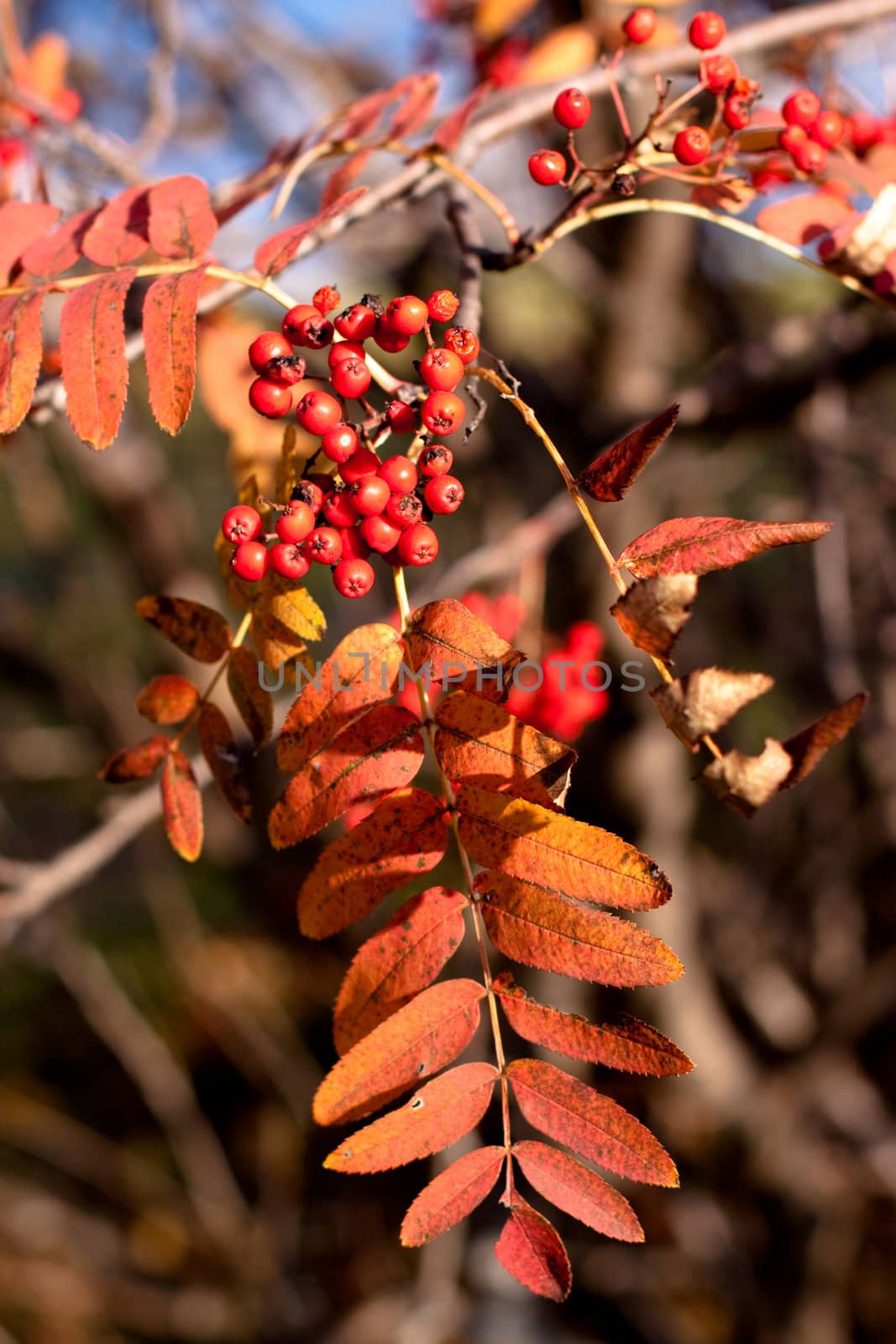 golden fall leaves, red ashberrys and blue sky 
